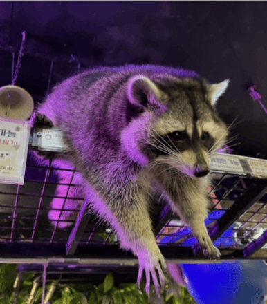 테이블에이 동물원